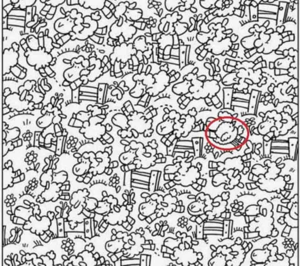 Desafio! Você é capaz de encontrar o pintinho no meio das ovelhas?