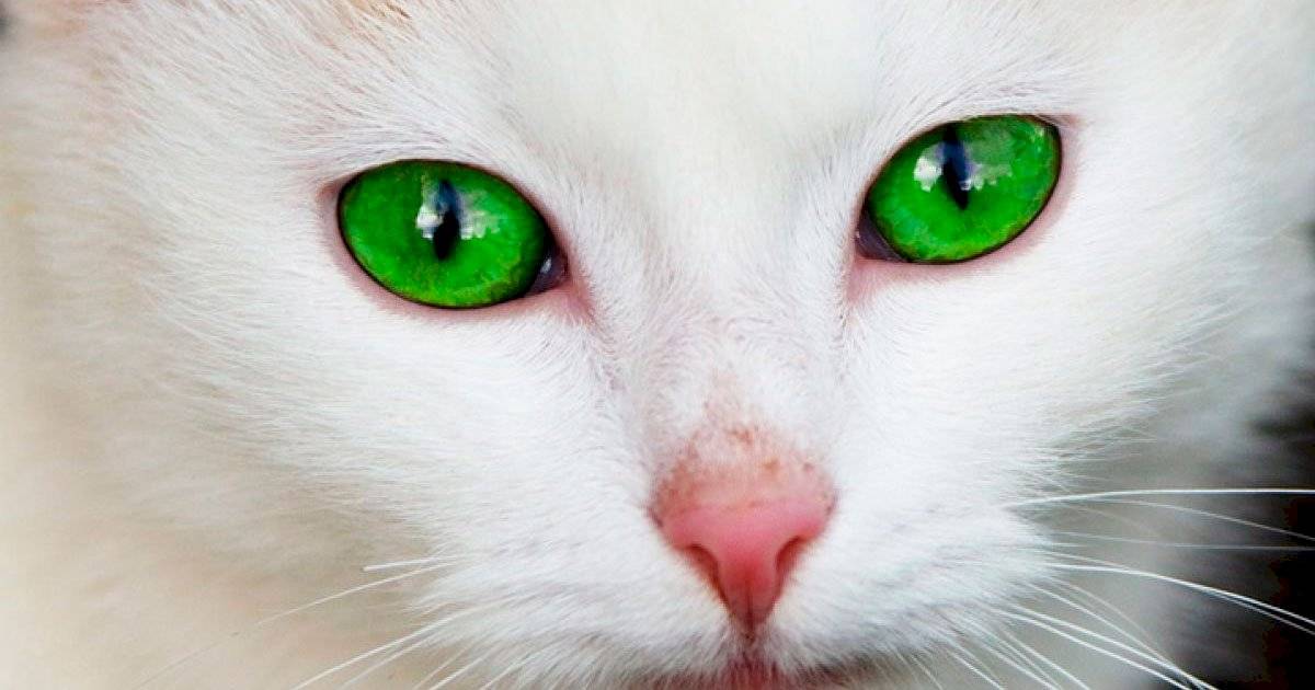 visão do gato