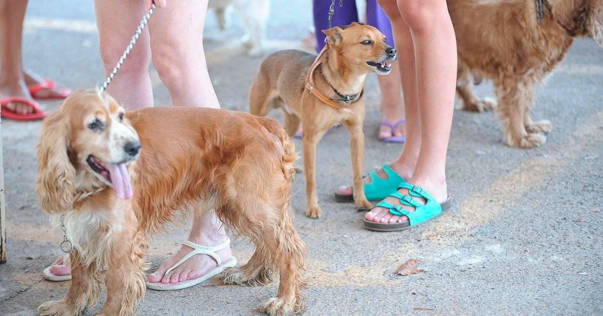 cães passeando