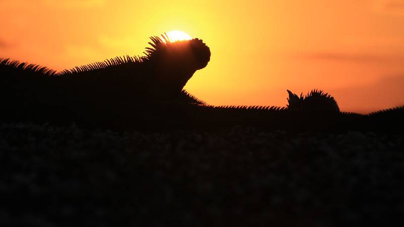 Galápagos