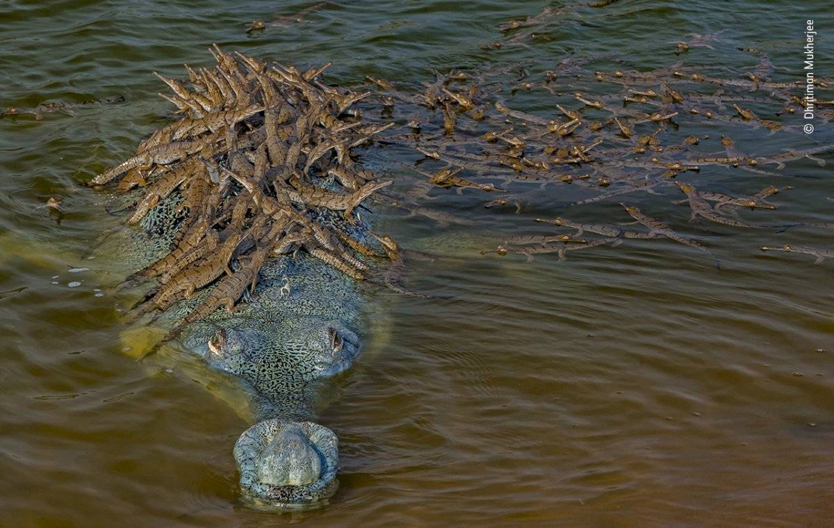 Gavial con crías