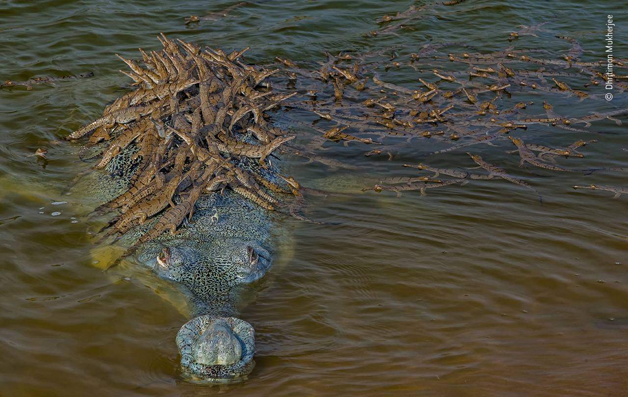 Gavial con crías Gavial con crías