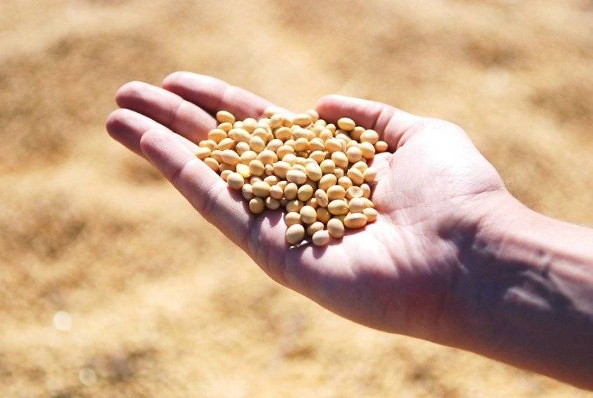 Colesterol alto? Confira 3 alimentos potentes contra esta condição