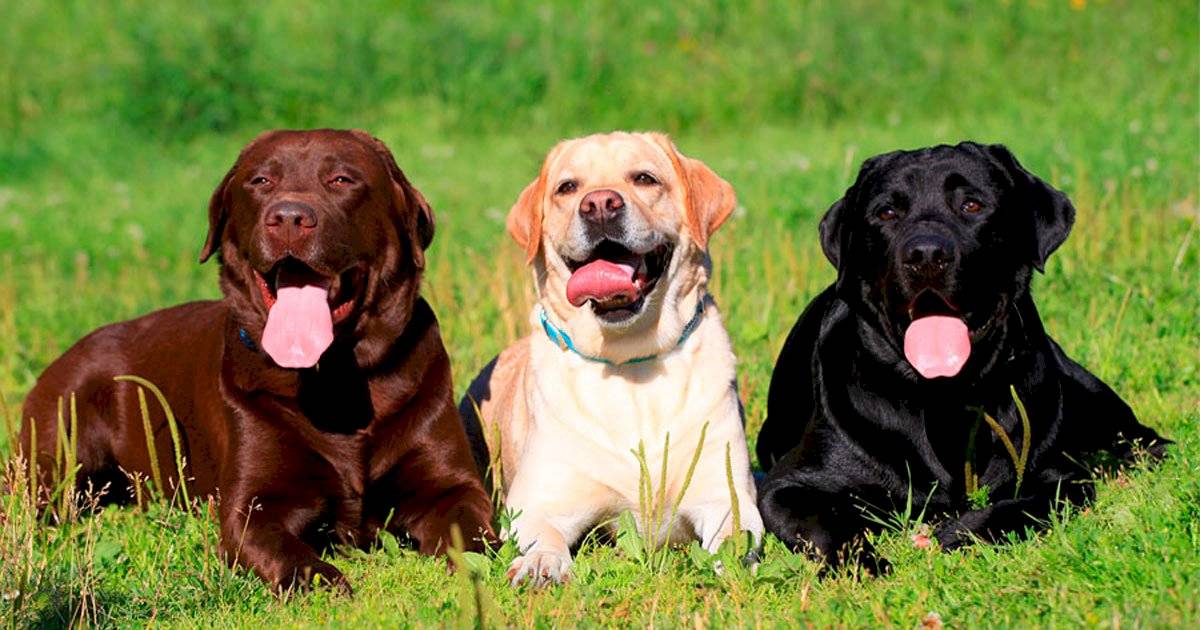 labradores
