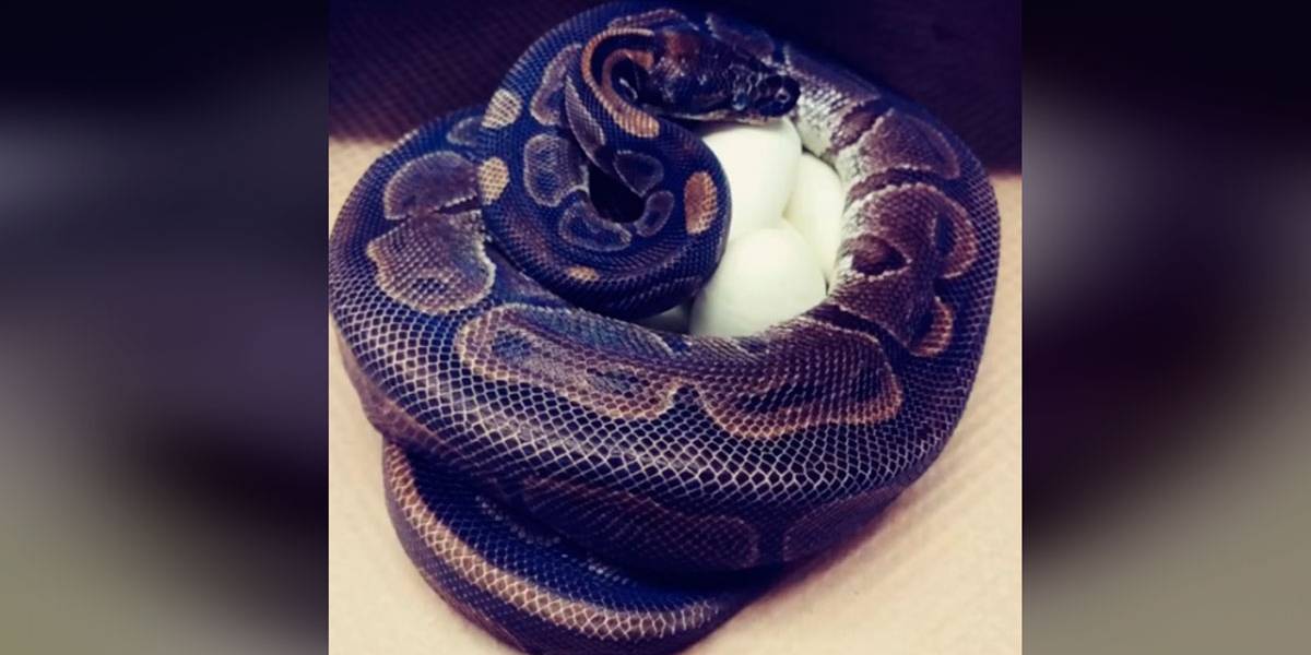 Vídeo Cobra bota ovos após 15