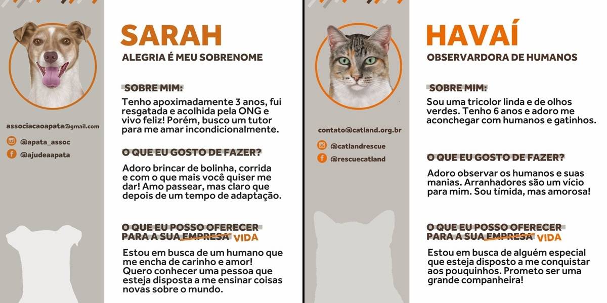 Campanha cria currículo de cães e gatos para adoção no LinkedIn | Metro  Jornal