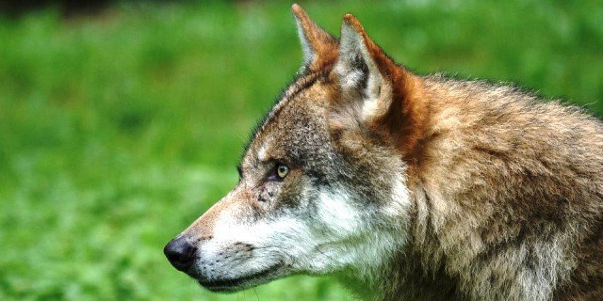 Exhumaron en Italia los restos de lo que sería el perro doméstico más antiguo del mundo