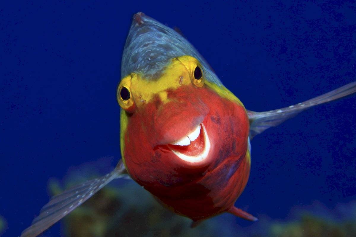 Arthur Telle Thiemann - "Smiley" / Comedy Wildlife Photo Awards 2020