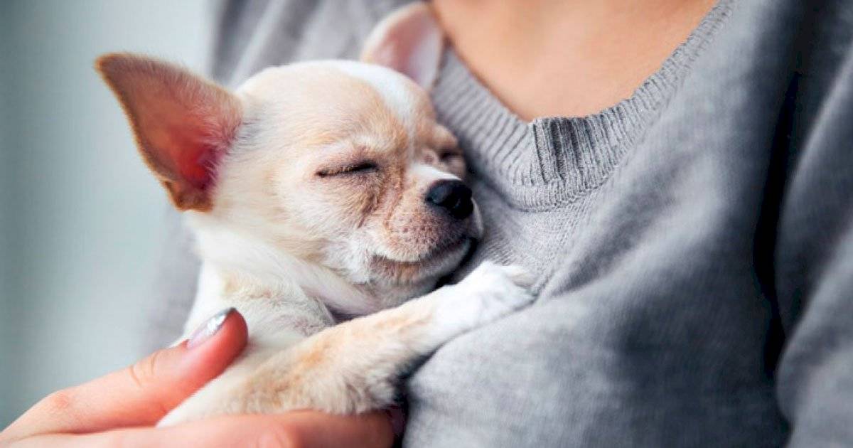 Cães mini