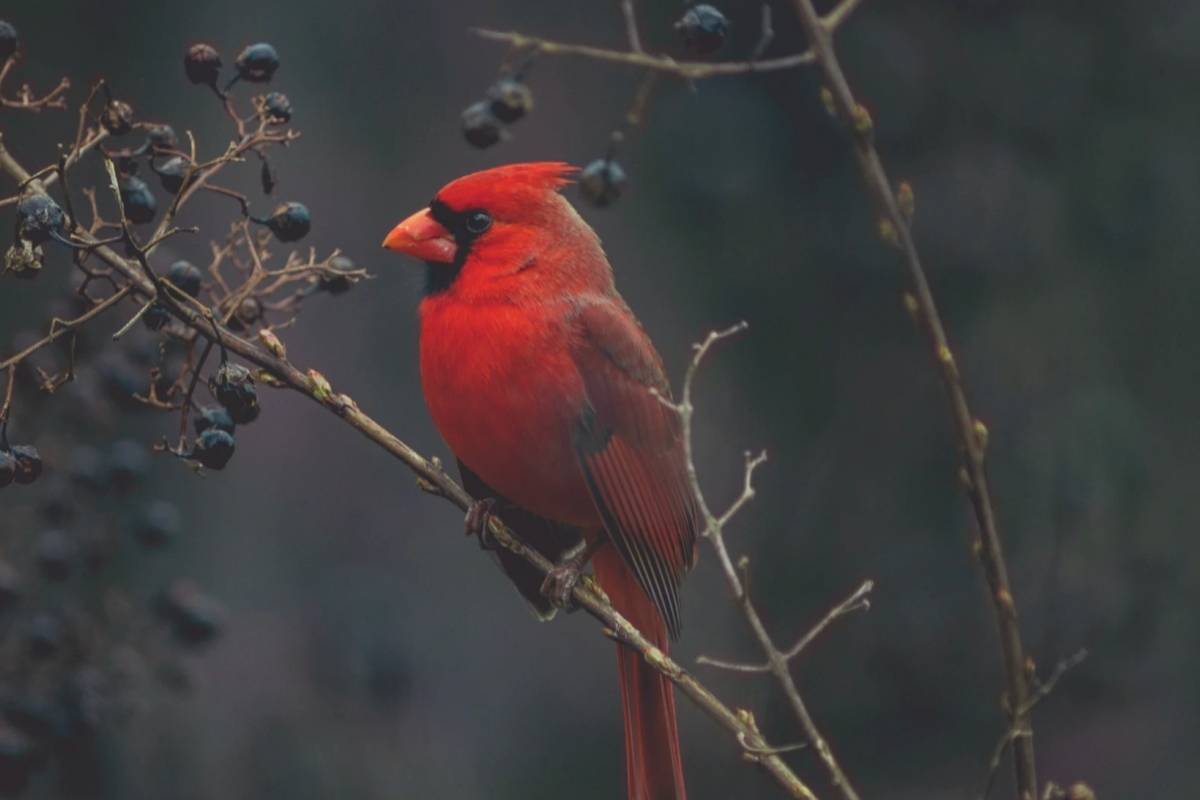 El Significado Espiritual Cardenal Un Ave Que Nos Trae Mensajes Importantes Nueva Mujer