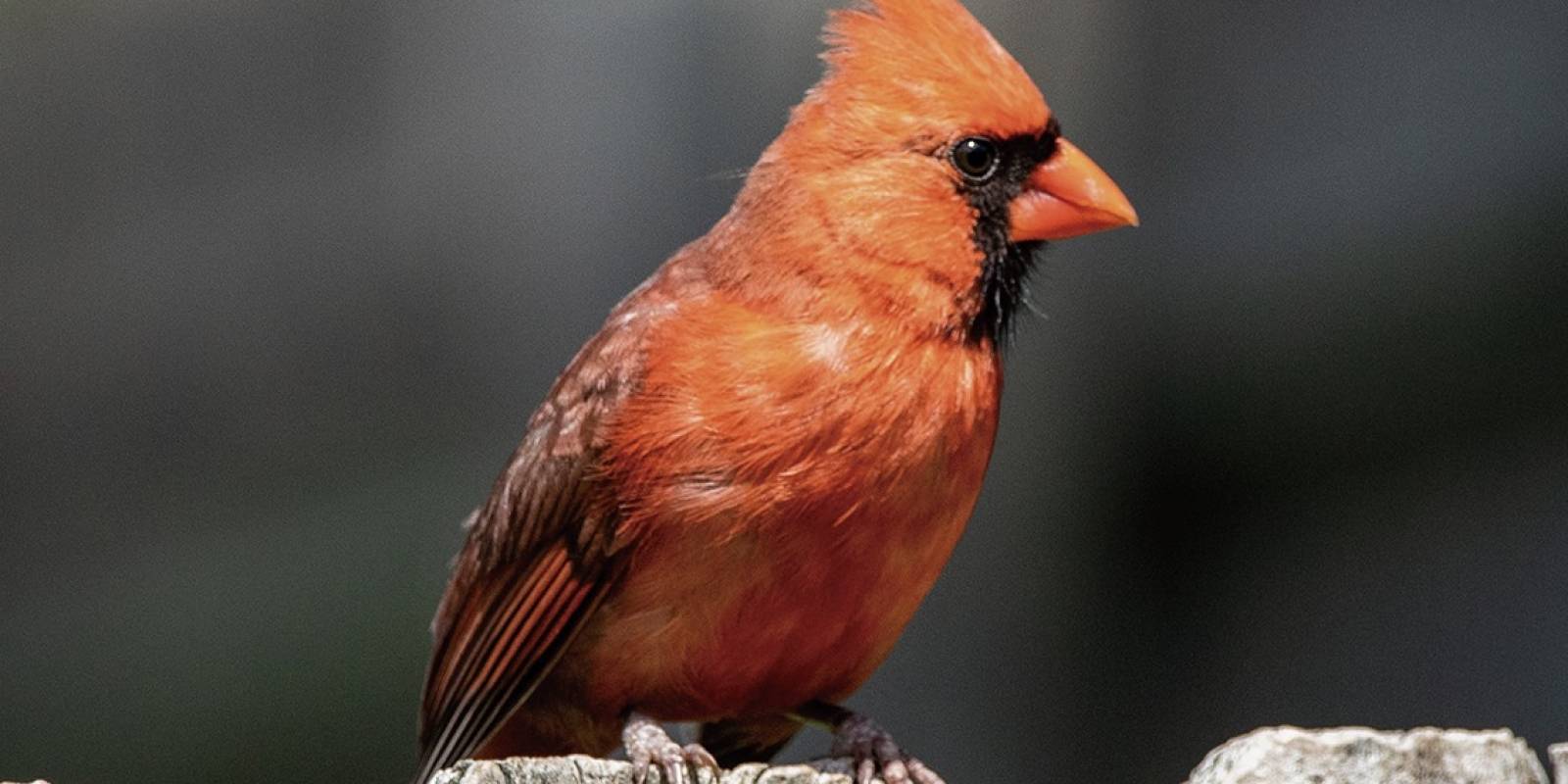 El Significado Espiritual Cardenal Un Ave Que Nos Trae Mensajes Importantes Nueva Mujer