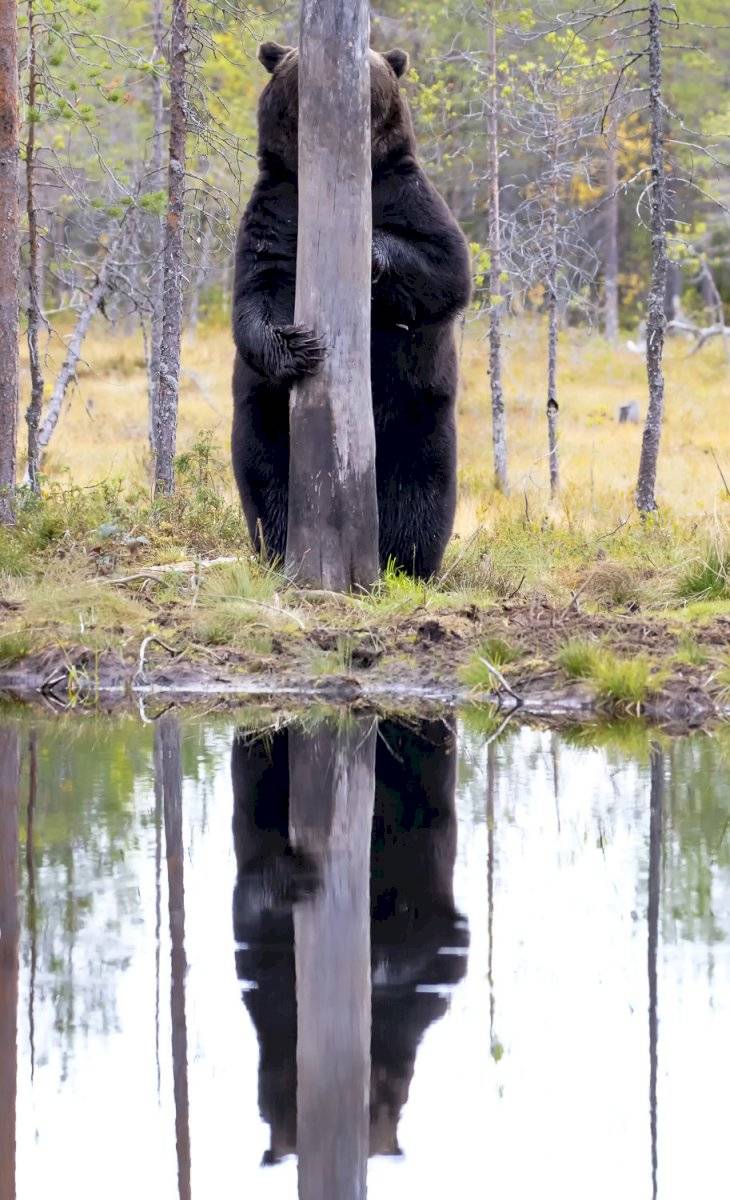 Esa Ringbom - "Doggo" / Comedy Wildlife Photo Awards 2020