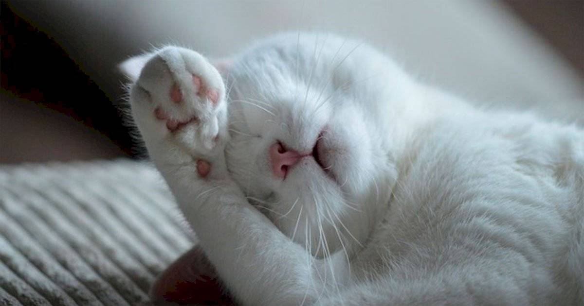gato tem sete vidas