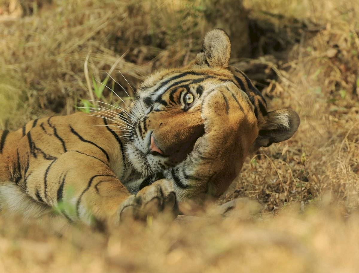 Jagdeep Rajput - "Peekaboo" / Comedy Wildlife Photo Awards 2020.