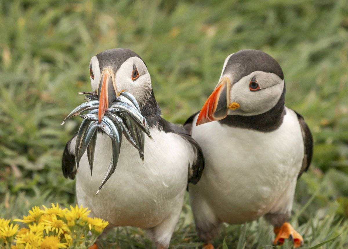 Krisztina Scheeff - "Seriously Would You Share Some" / Comedy Wildlife Photo Awards 2020