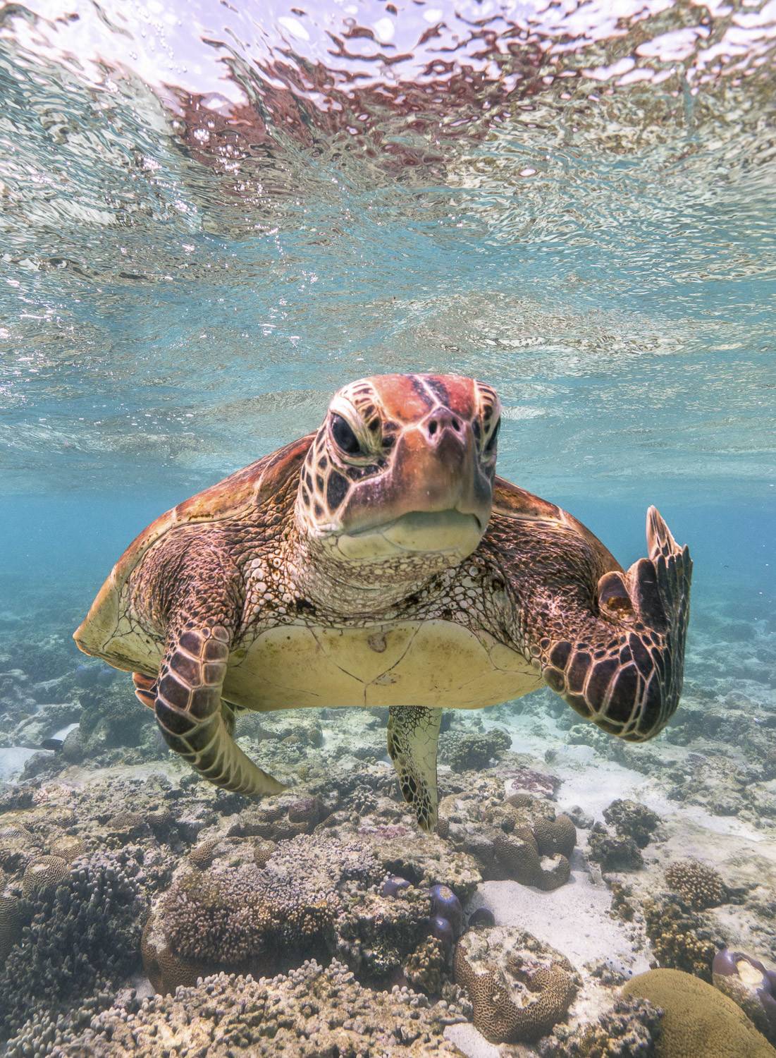 Mark Fitzpatrick / Comedy Wildlife Photo Awards 2020 Mark Fitzpatrick / Comedy Wildlife Photo Awards 2020
