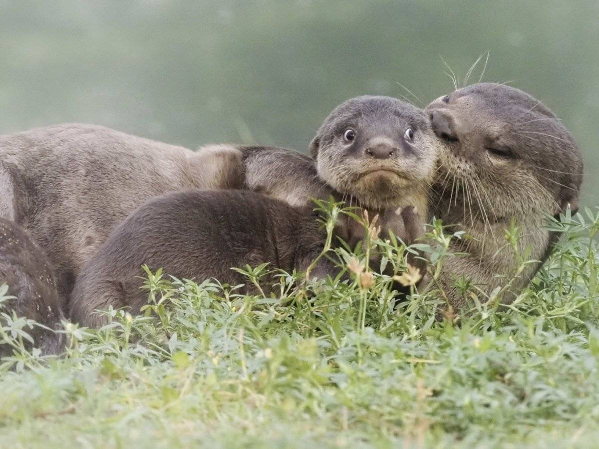 Luis Burgueno - "I Had To Stay Late At Work" / Comedy Wildlife Photo Awards 2020