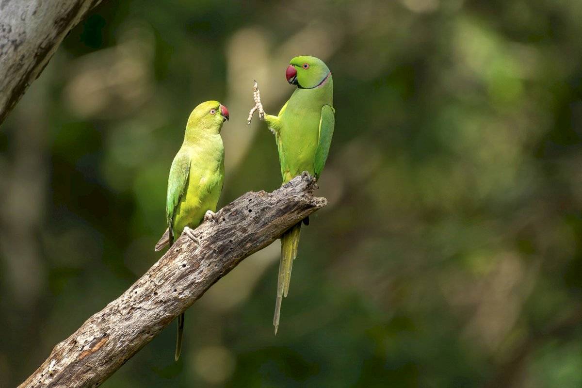 Petr Sochman - "Social Distance Please" / Comedy Wildlife Photo Awards 2020