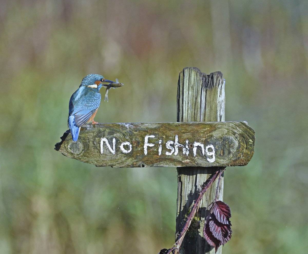 Sally Lloyd Jones - "Its A Mocking Bird" / Comedy Wildlife Photo Awards 2020