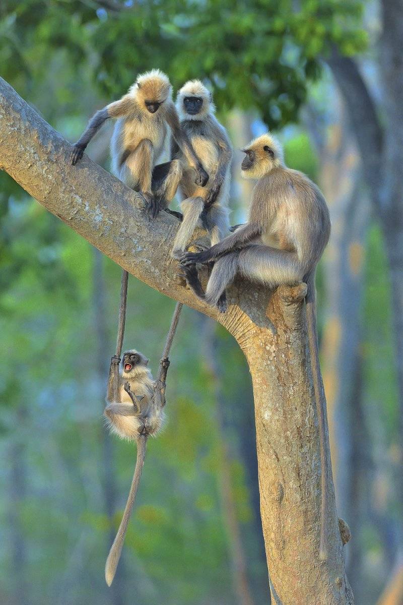 Thomas Vijayan- "Fun For All Ages" / Comedy Wildlife Photo Awards 2020