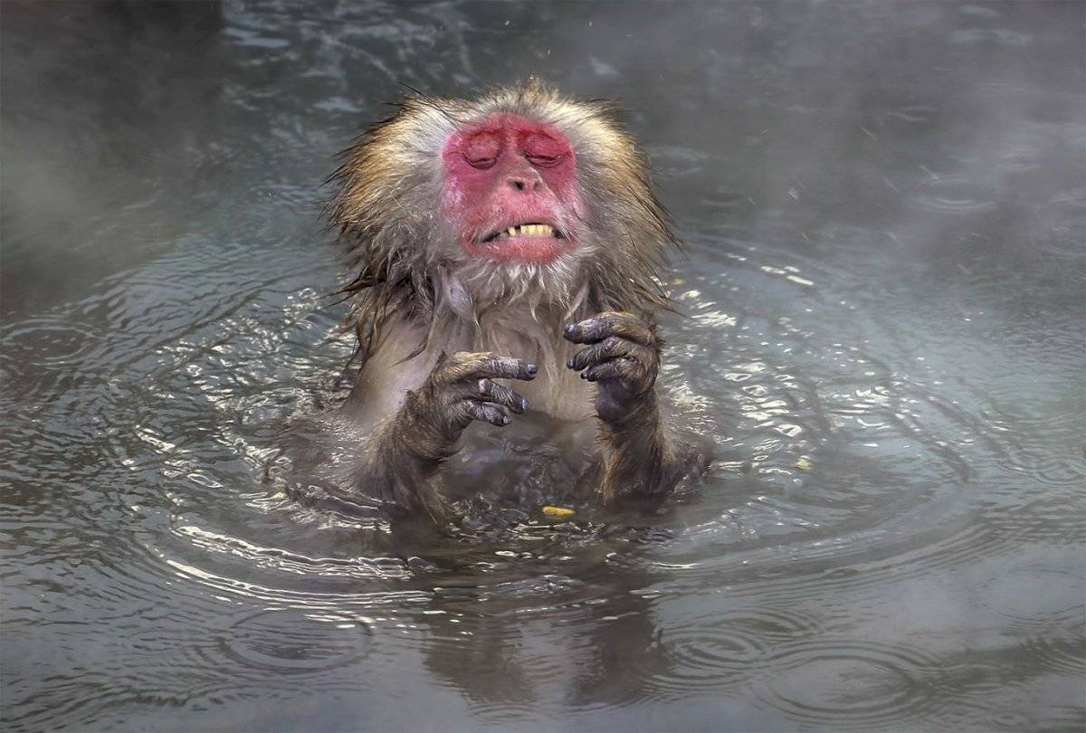 Wei Ping Peng - "So Hot" / Comedy Wildlife Photo Awards 2020