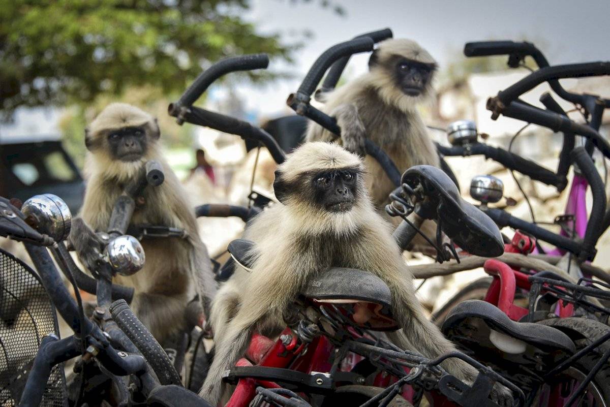 Yevhen Samuchenko - "The Race" / Comedy Wildlife Photo Awards 2020
