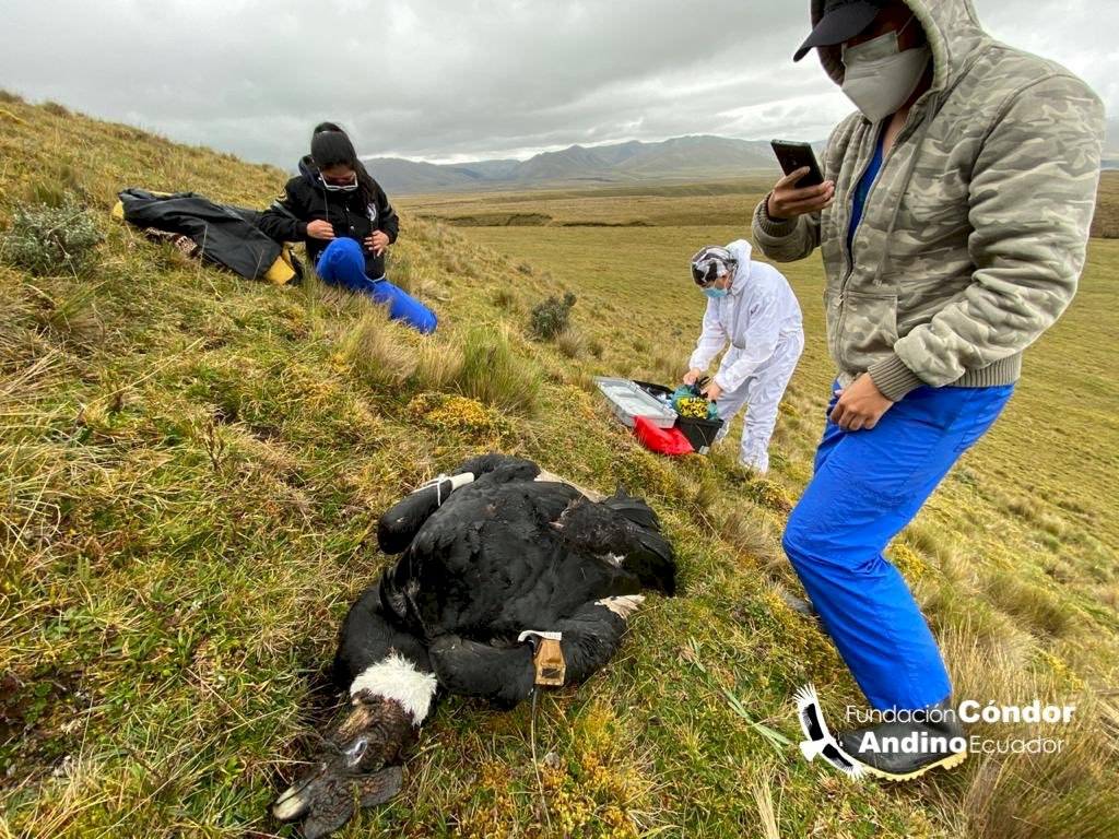 Hallan muerto al cóndor andino Iguiñaro a tres meses de su liberación