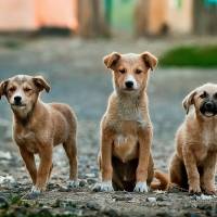 Consternadas organizaciones de animales tras golfista matar perro en Río Grande