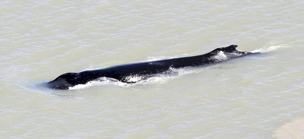 ballena cocodrilos