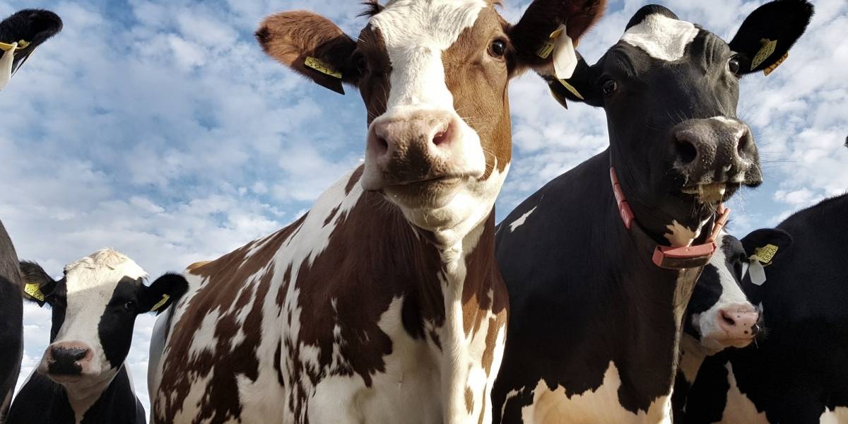 Científicos que trabajaron en la oveja Dolly aseguran que con el avance de las células madres se podría mejorar la clase del ganado