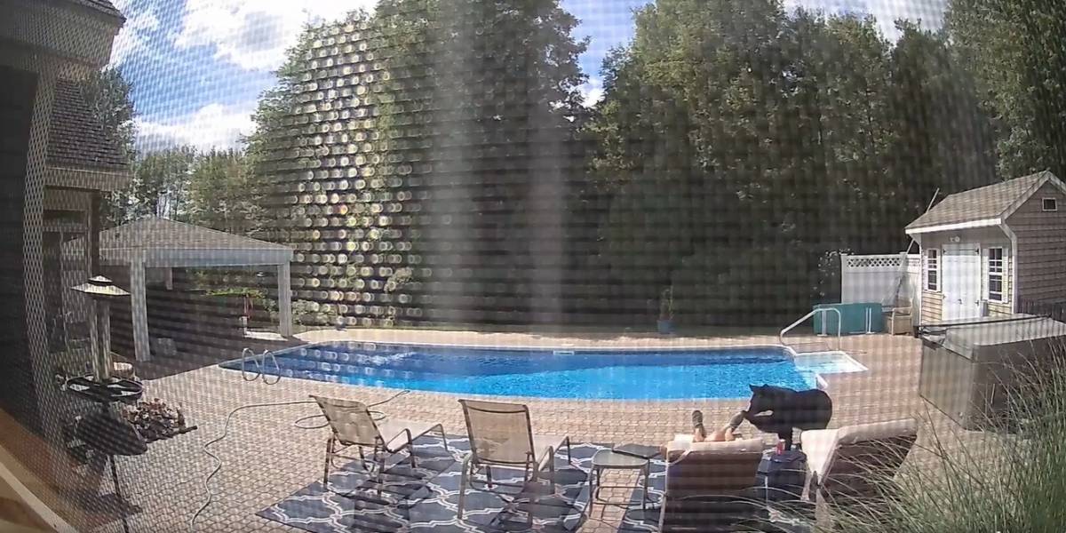 Video Mostra Urso Cutucando Homem Que Estava Dormindo Metro Jornal