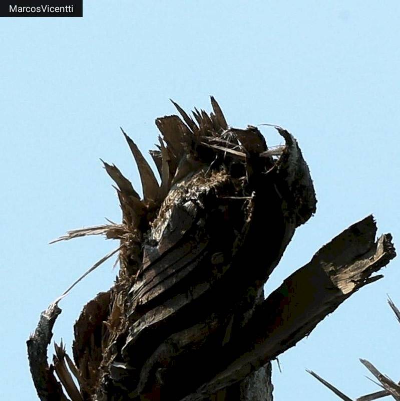 Fotógrafo do Acre captura ‘registro’ de Jesus Cristo em árvore; entenda o que aconteceu
