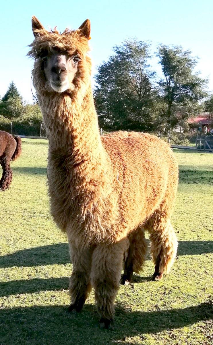 Alpaca Buddha que generó el anticuerpo W25