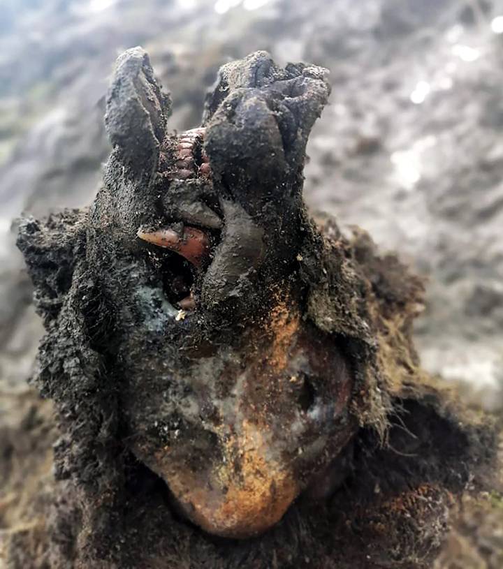 Momia de oso en Siberia Momia de oso en Siberia