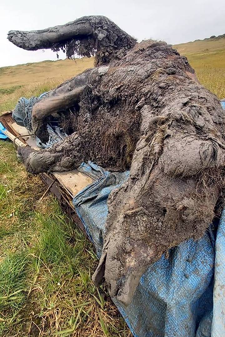 Momia de oso en Siberia Momia de oso en Siberia