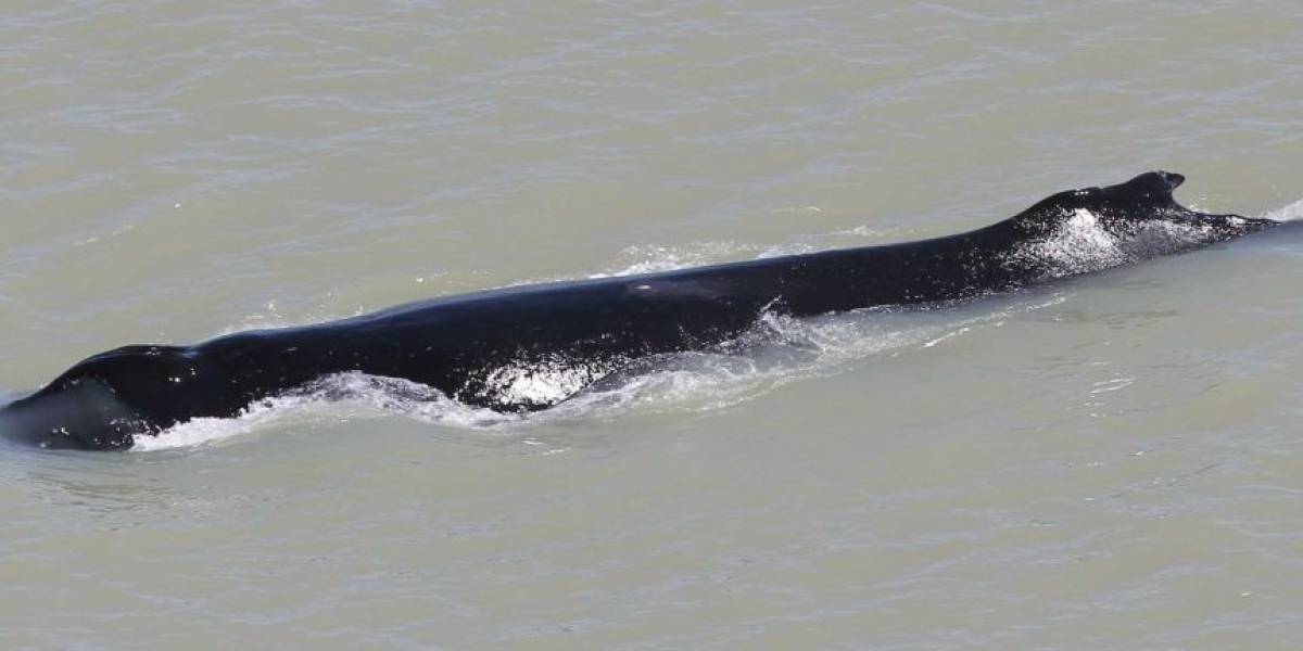 Una ballena jorobada es abandonada por su manada en un río con cocodrilos