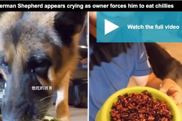 Perro comiendo comida picante