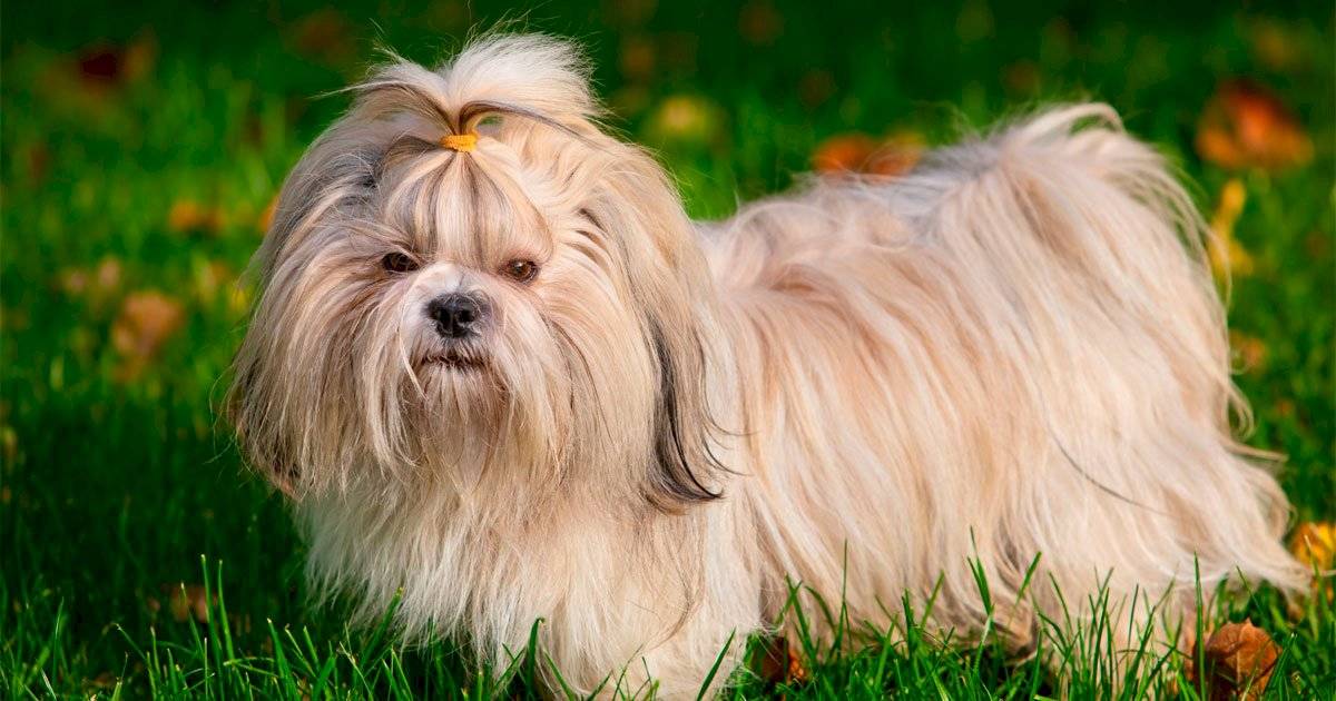 shih tzu