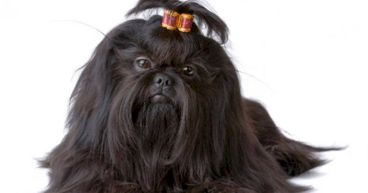 Shih Tzu