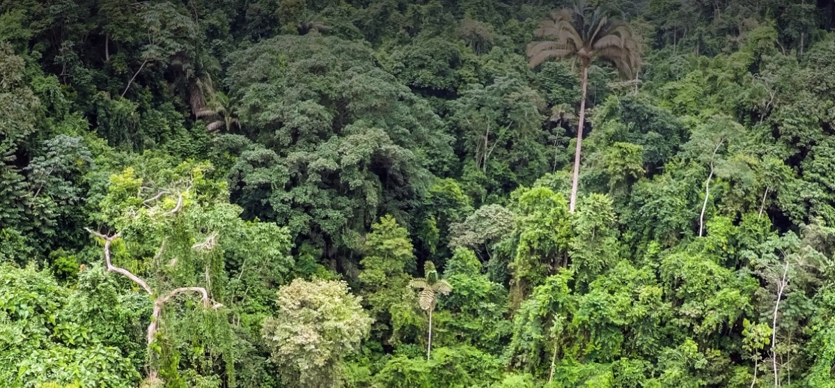 Ecuador recibe 18,5 millones de dólares para cuidar y proteger sus bosques