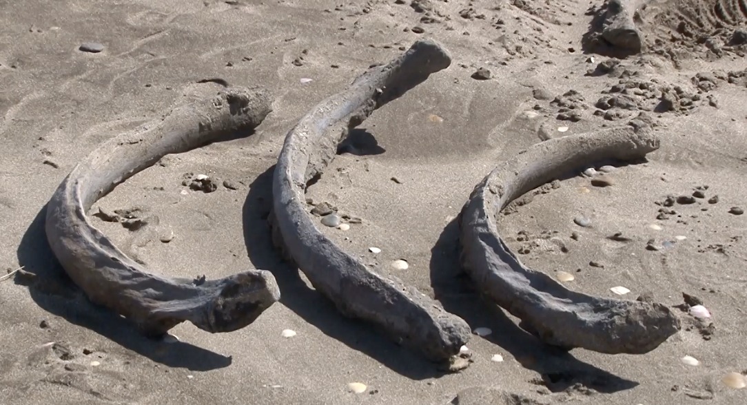 Hallan restos de megafauna prehistórica en Argentina