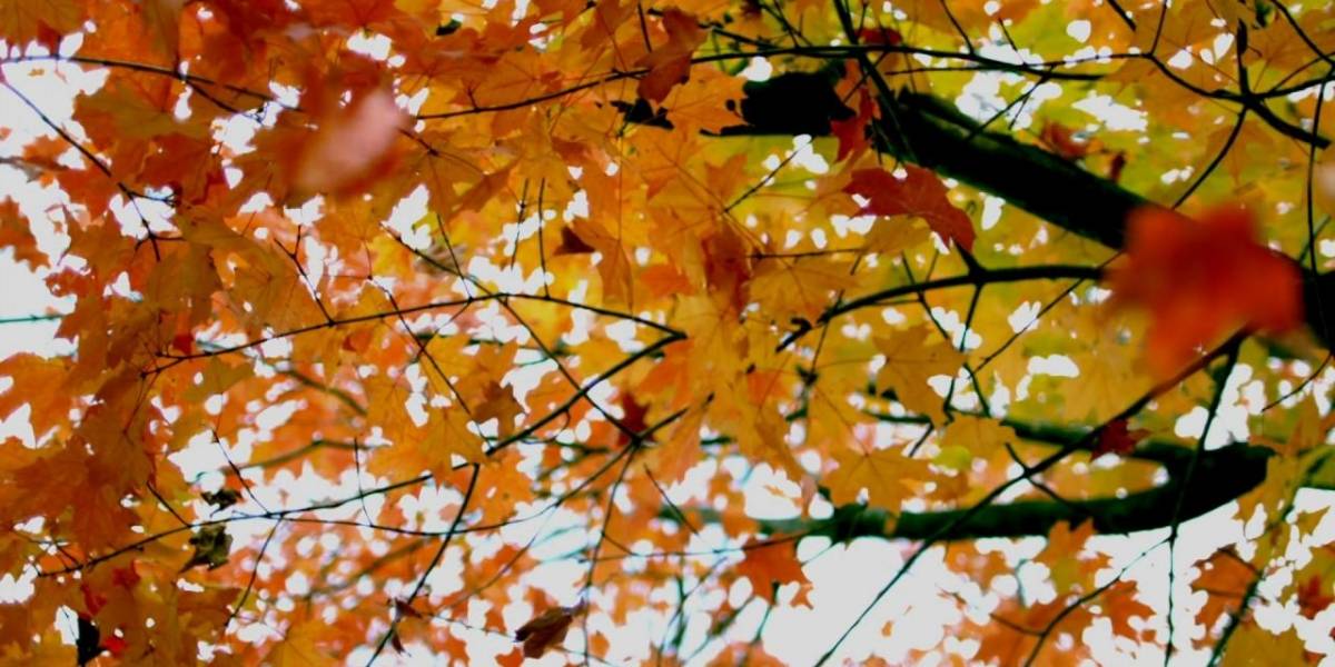 Ciencia: ¿a qué hora exactamente es el equinoccio de otoño?