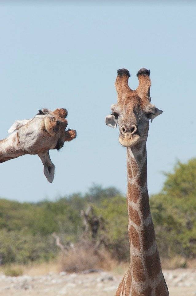 jirafas