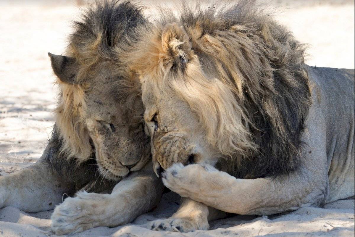 Leones