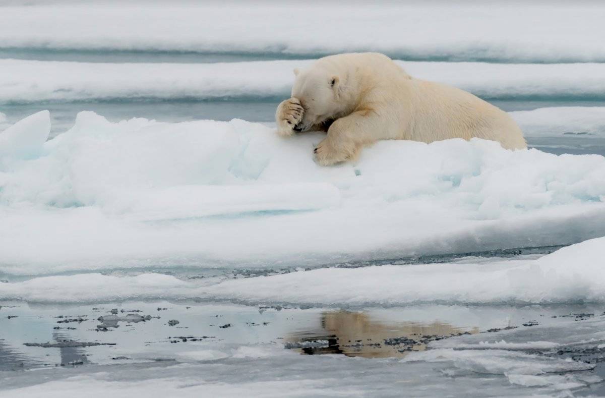 Oso polar