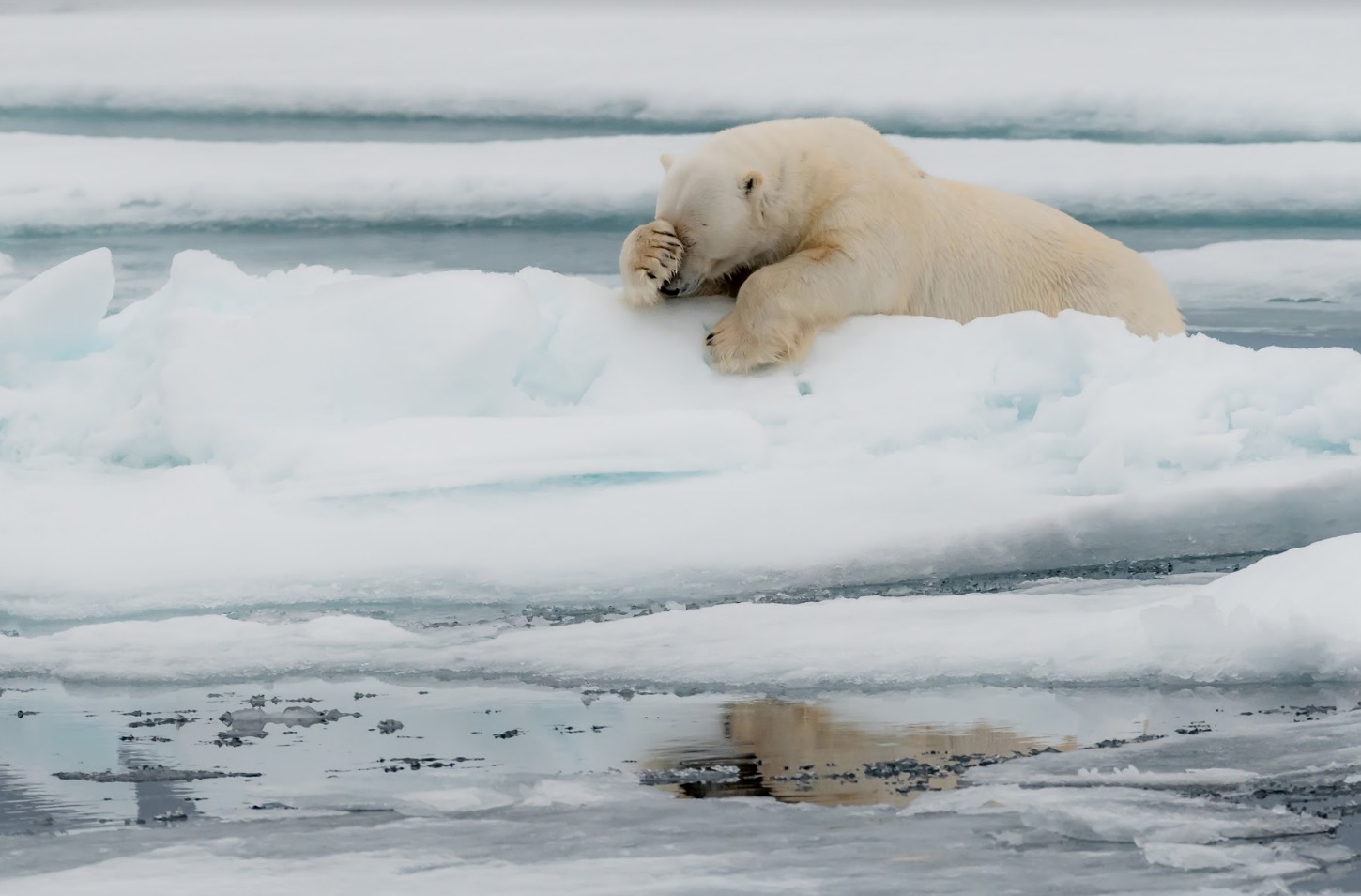 Oso polar