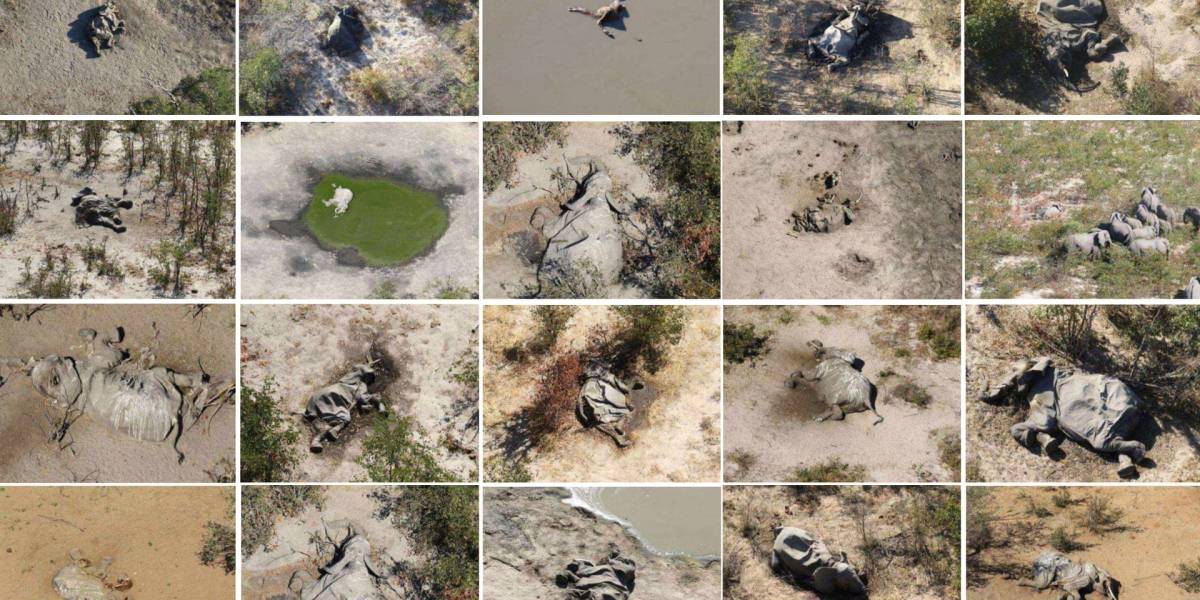 Ciencia: encontraron al culpable de la muerte de más de 300 elefantes en Botsuana