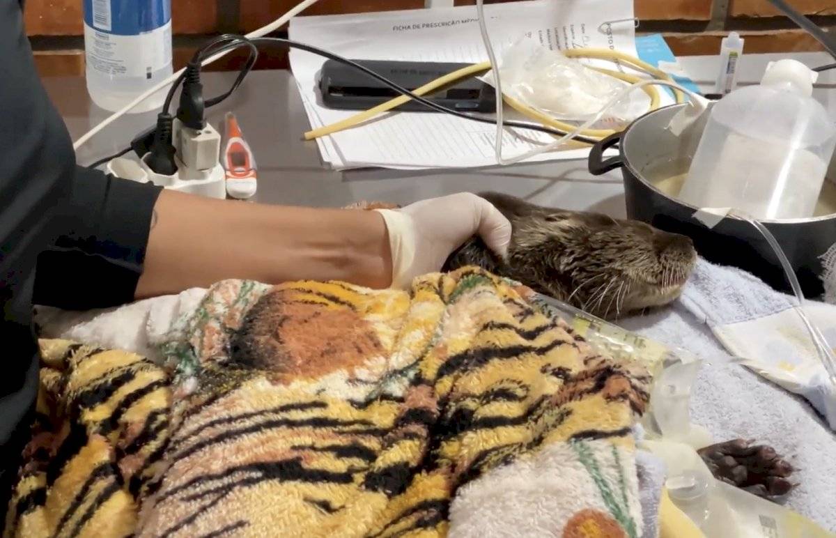 Animales se recuperan tras gigantescos incendios forestales en el Pantanal