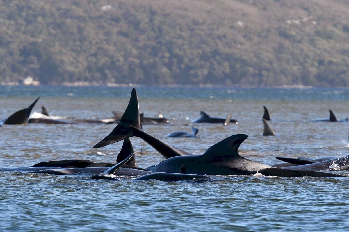 Ballenas piloto fueron localizadas varadas