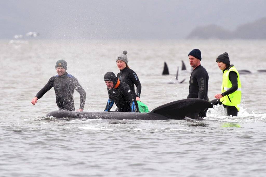 Voluntarios rescatando ballenas